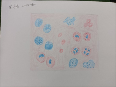 原始红细胞图片手绘图片